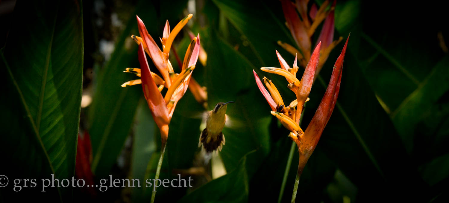 humming bird in Ecuador