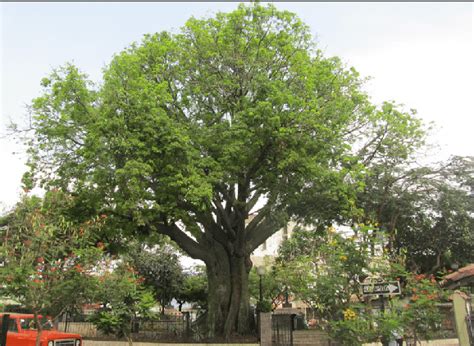 Ceibo, Ceiba trichistandra. | Download Scientific Diagram